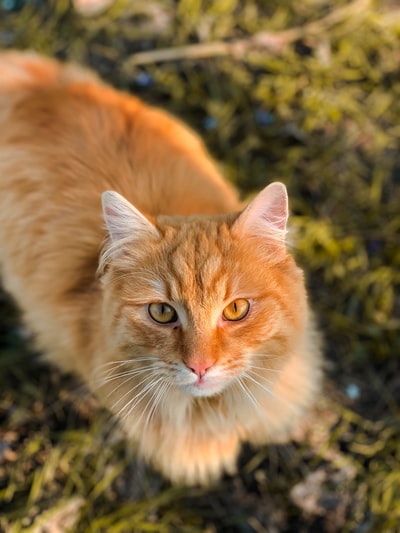 在绿色草地上的橘色虎斑猫在白天
